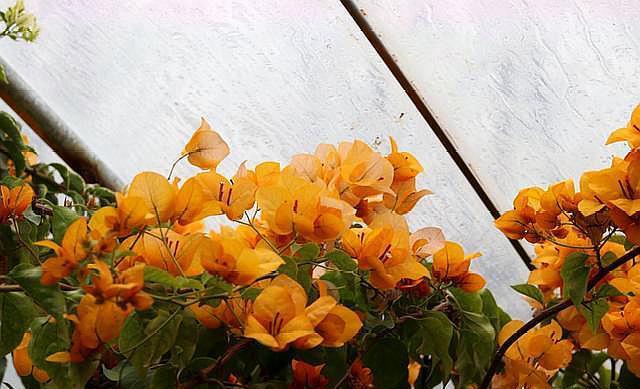 养三角梅,“5招”伺候,花芽不断冒,全年开花不断,一茬接一茬