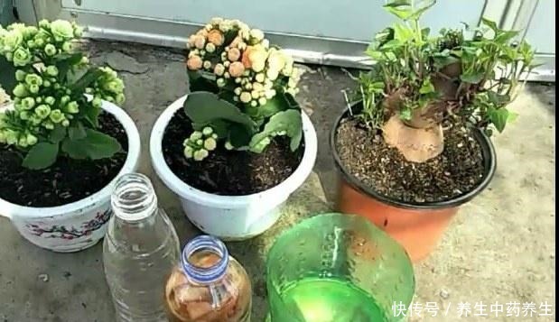 家里常扔的一种“皮”，水里泡一泡，浇花响当当，叶片肥壮花儿旺！