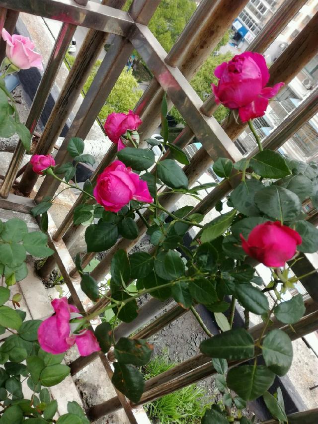 同样地栽的月季红龙和粉龙,红龙长盲枝不开花,而粉龙开花咋回事