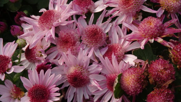 喜欢菊花,不如养盆“菊中精品”紫袍,群芳争艳,开花爆盆美!