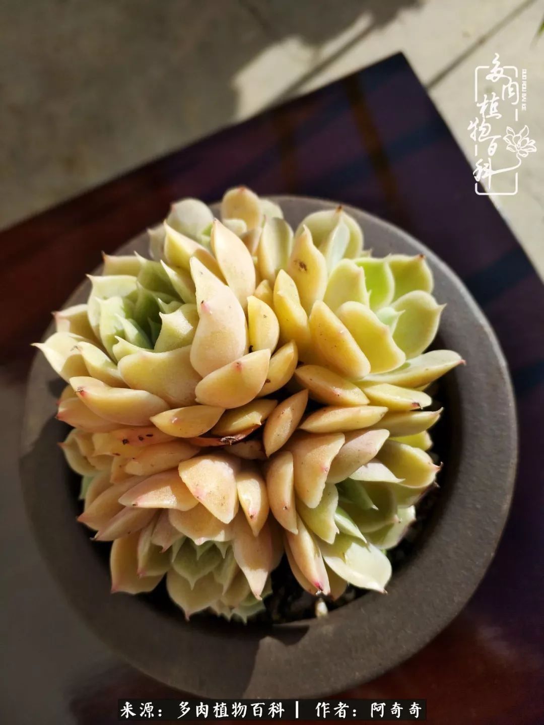 静心养多肉,只是为了在成人的世界里随波不逐流!