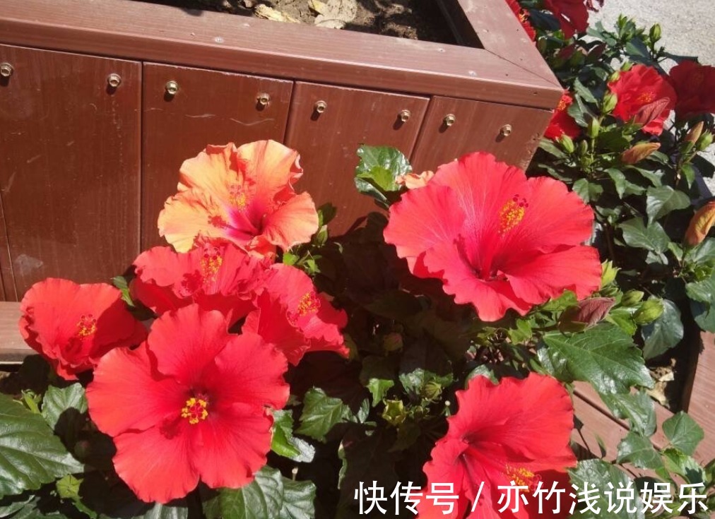 四季海棠|气候四季分明,养花就养这3样,天冷天热花开不停,漂亮好活