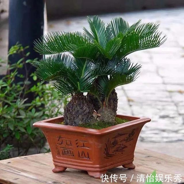 养护|8种“丑花”,个个都有好兆头,家里养几盆,镇宅吉祥,越养越爱