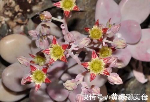 小老桩|5种多肉植物,开花别剪掉,像中奖一样很少见,你家养过几种?