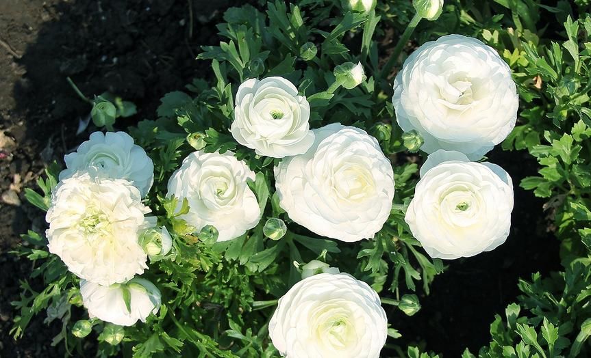 它不是牡丹，却带有牡丹的神韵，居家盆栽，新人就能胜任