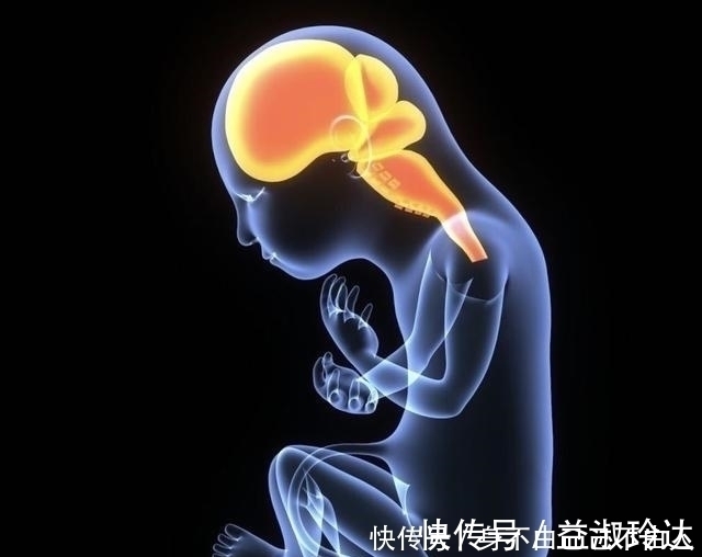 胎儿|胎儿脑发育有3个高峰期,孕妈坚持做好3件事,生个“高智商”宝宝