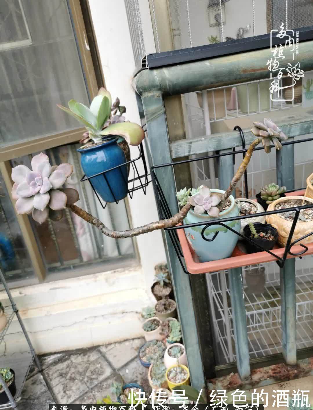 无关利益，不计得失，多肉给了我不一样的感受温暖的方式