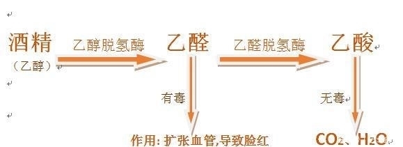 乙肝病毒携带者与病毒和平共处 建议:不喝酒!