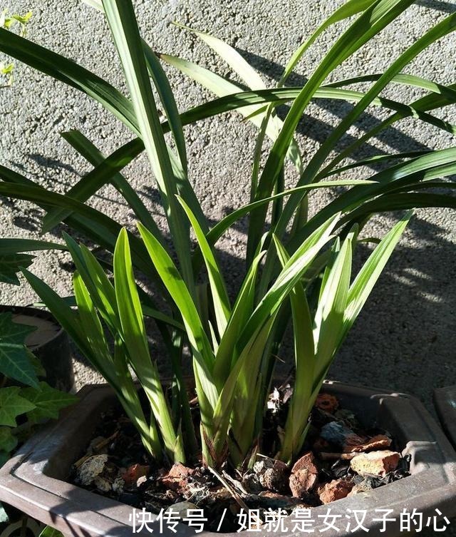 春天兰花发芽，“一灌二喷三埋”，兰花养分足，新芽多，长势爆盆！