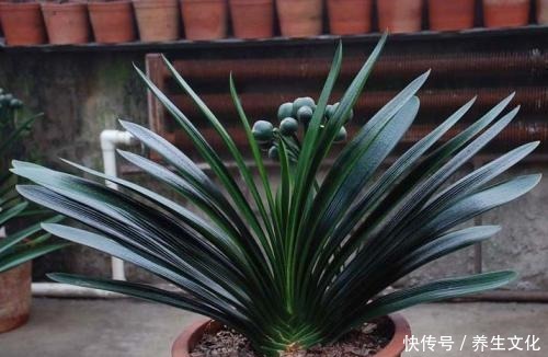 3种盆栽,一个比一个贵,撒下种子,开花一大片,个个都金贵!