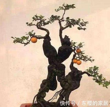 金弹子|造型多样有趣开花清雅宜人金弹子盆景正确养护技巧你知道吗