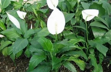 3种“室内花”好看又好养,一月不管也能赏花,还去异味、吸烟尘
