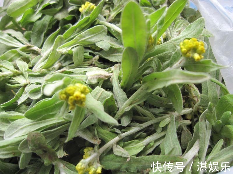 路旁发现这种黄花，赶紧带回家，晒干泡茶清香扑鼻！