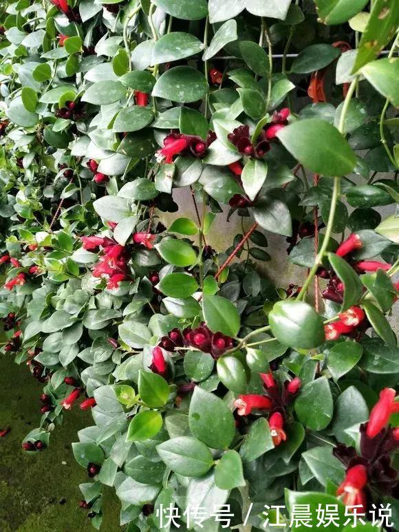 金鱼吊兰|吊兰也能“开红花”,养一盆“嗖嗖”冒花苞,比绿萝漂亮!