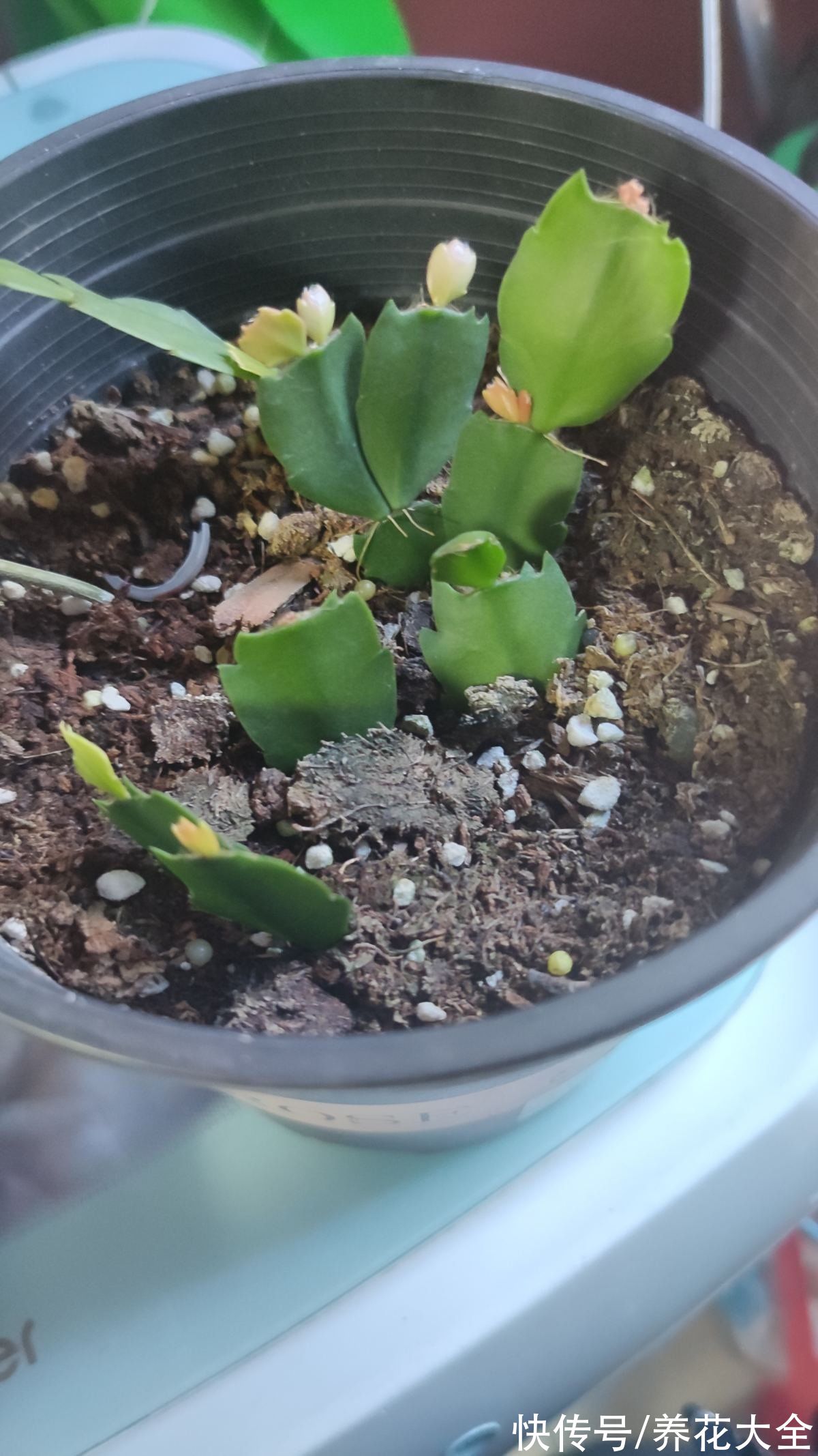 不会选花肥的,一瓶“花多多”就搞定,十来块钱啥花都能用