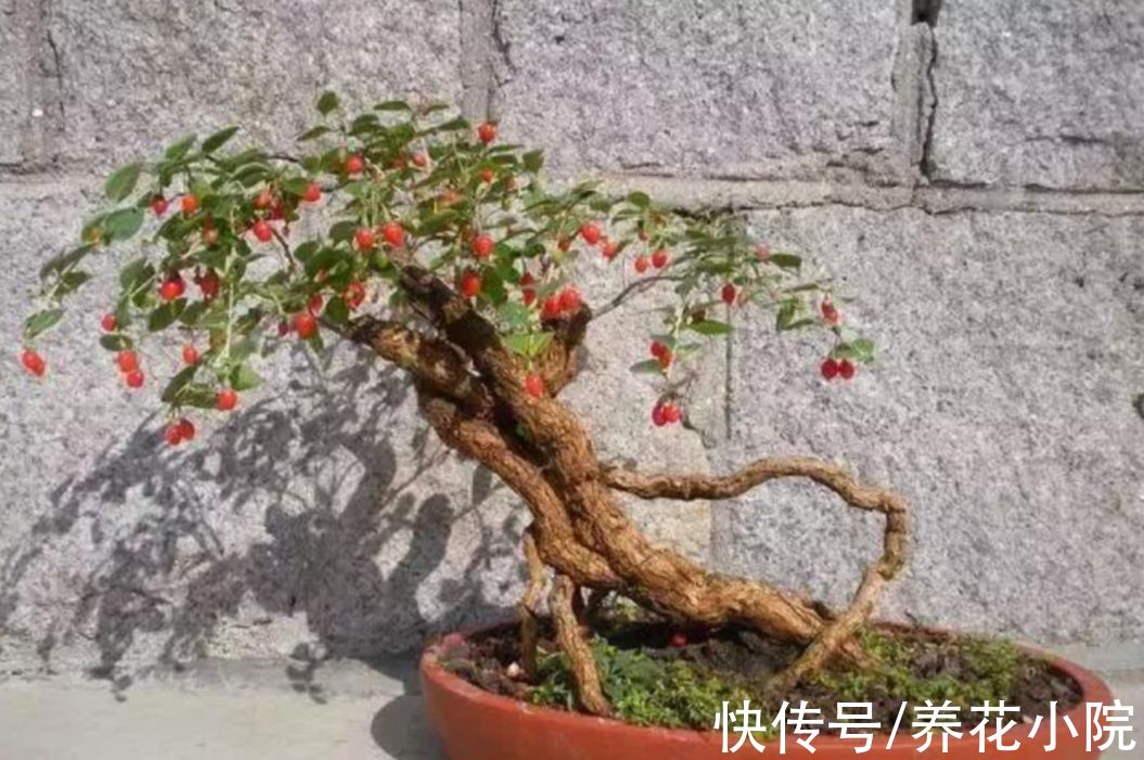 外面遇到3种树,适合做成盆景观,古朴苍劲观赏性强