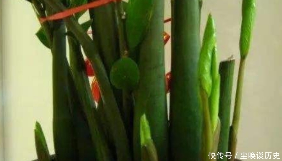 金钱树不长新芽,给它做好3个关键点,很快就能冒新芽