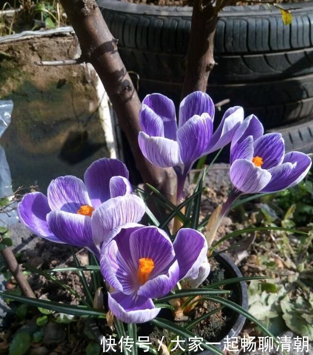 告别绿萝吊兰,此花更好养,丢土里就行,漂亮有芳香,是盆栽佳品