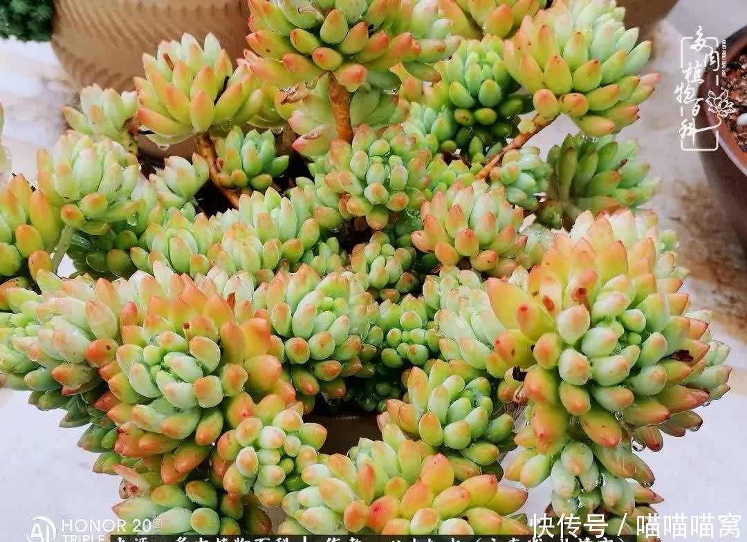 多肉|你是爱,是暖,是希望,你是人间四月天!