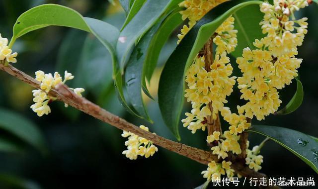 枝条|现在开始,2种花不能修剪,否则秋天见叶不见花!
