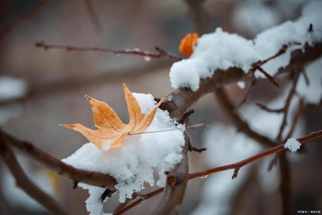 韦成柏$时逢小雪北风忽,旷野空山草萎枯。《小雪》诗词63首
