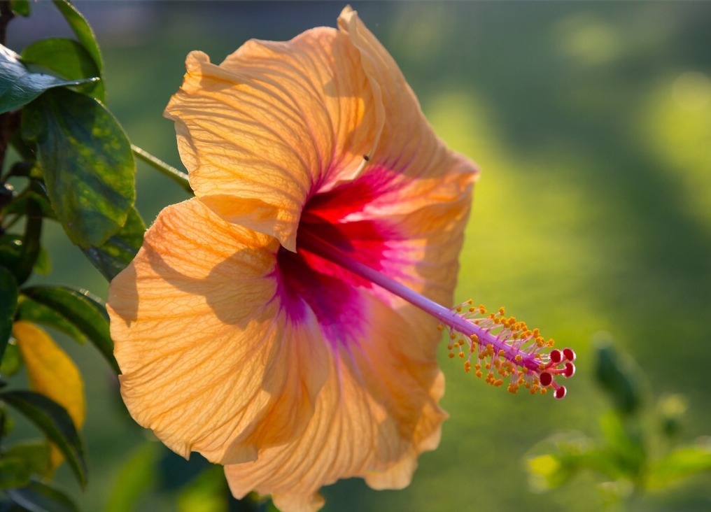 为了一盆花,家人关系彻底破裂,花有什么错