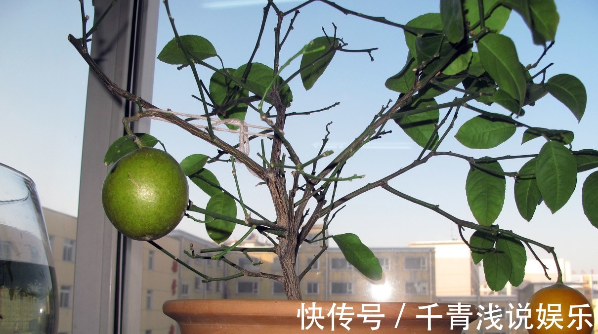 仙人掌|家里必须养的5种花卉盆栽,让身体远离病痛,还能省下买药钱