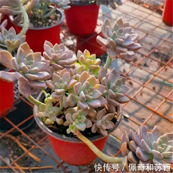 多肉长了一根长长的枝