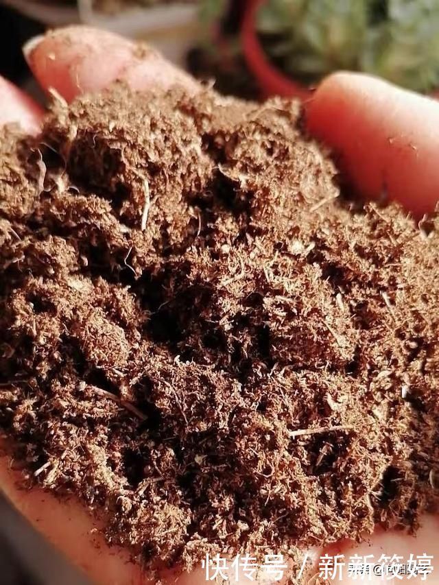 秋天养花不用买土,这种“免费土”,一分钱不花,一挖一麻袋