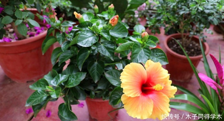 春天养“勤花”,盆栽此3样,照顾到“重点”,四季开不停
