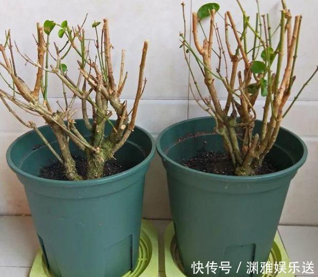 想贪便宜又想养花,冬天就买这3样盆栽,来年开春嗖嗖开花