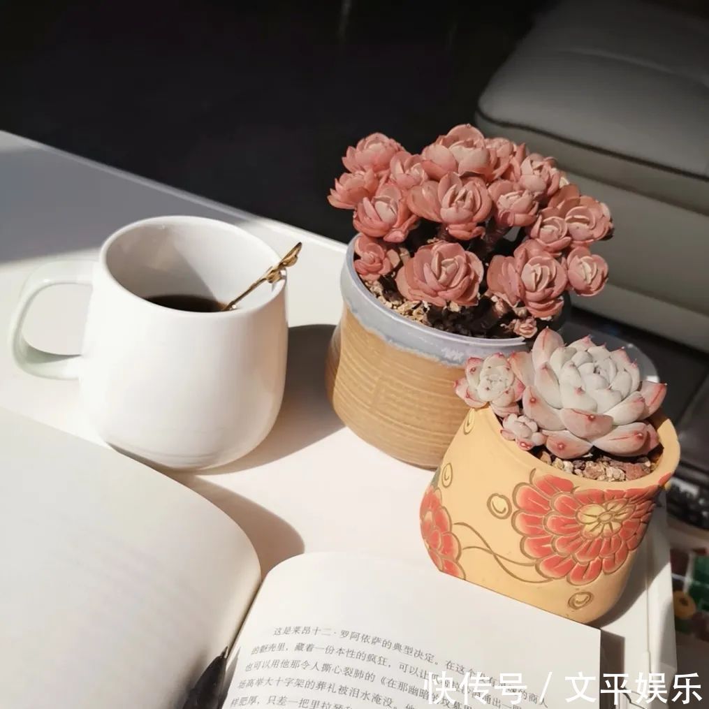 一组逆袭成功的多肉给它时间，它就会给你好看！