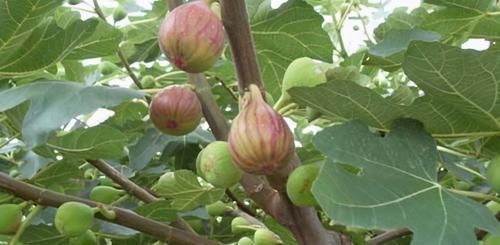 冬天来了，多吃此食物，帮助消化，皮肤变漂亮