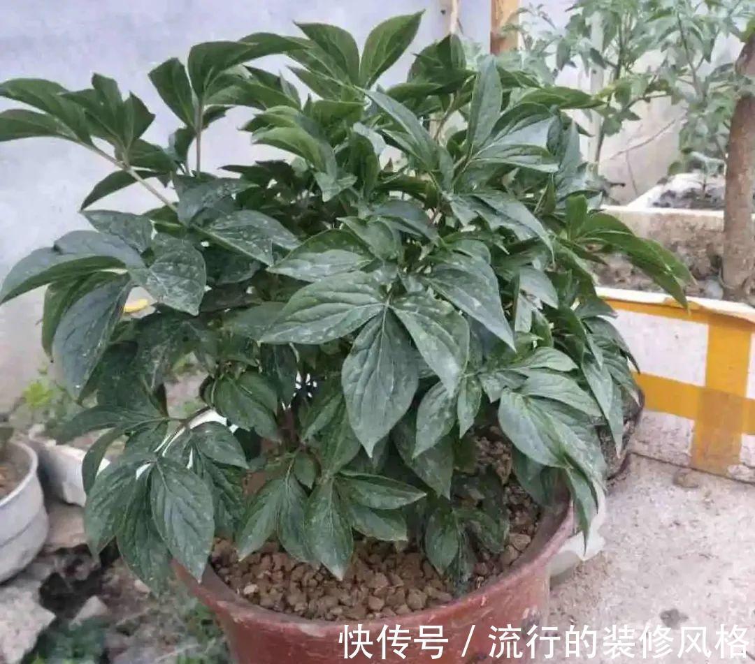 君子兰|8种花夏天不能买，买回来就死，白浪费钱