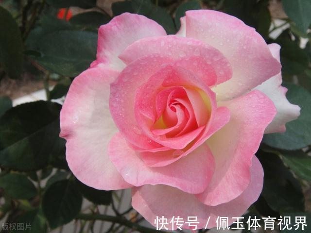 月季|一个月狂卖4万多件,老桩月季收割了多少人的智商税