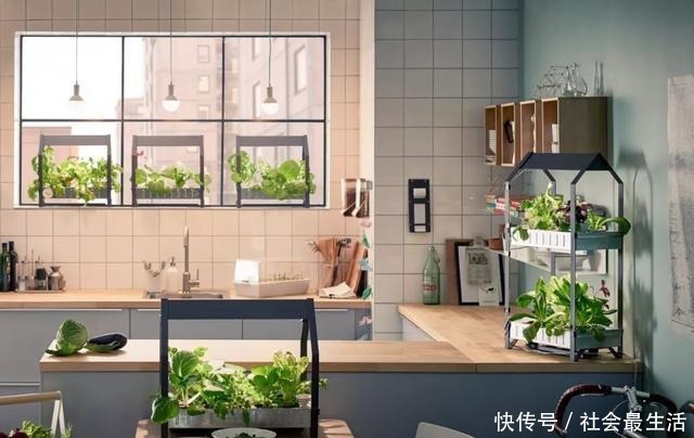 外国人发明的“室内小菜园”,一年四季长爆盆,太神奇了……!