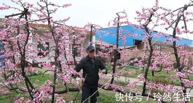 老人|84岁老人家里一棵桃树上长出了13株桃树,开花似“孔雀开屏”