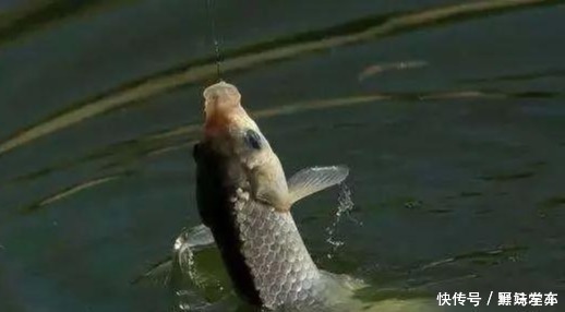 双钩|鲫鱼钓法全攻略,看到这篇的都钓爆护了!——盛世三渔