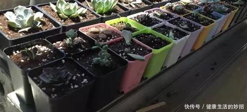 多肉叶子干成皮别扔,这样一做能变老桩!多肉叶子干成皮别扔,这样一做能变老桩!