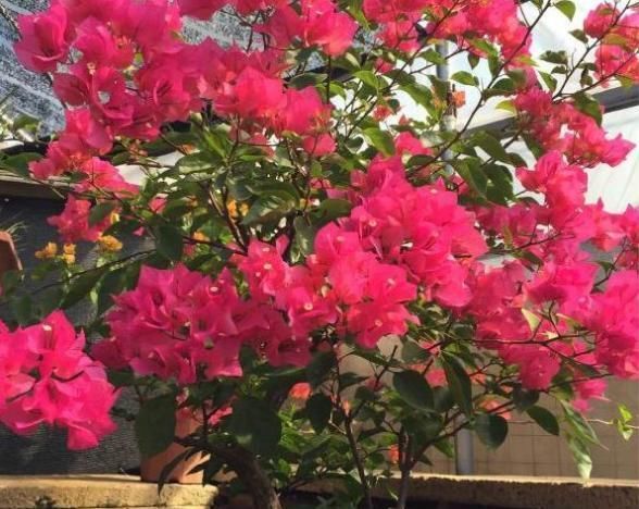 好看|这种花,一年至少“3季花”,花量大,人称开花机器,好看又好养