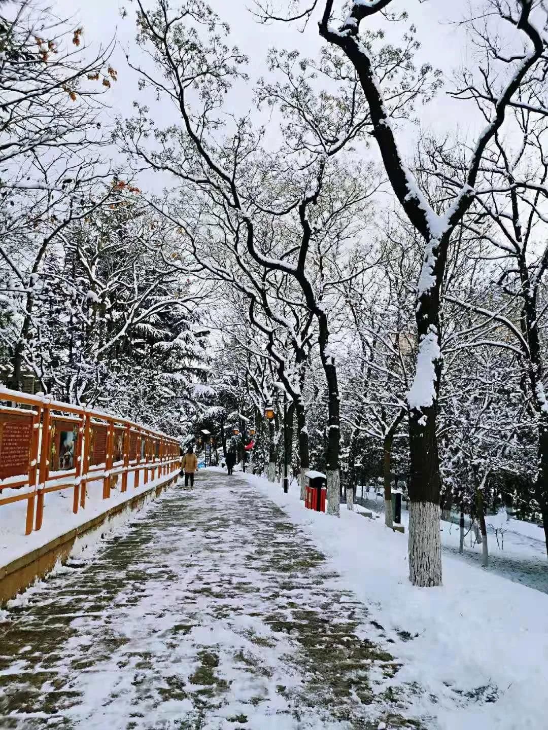 雪景|烟台终于下雪了！（附烟台绝美冰雪图）