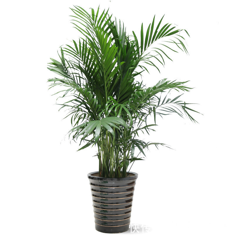 花卉就喜欢它,盆里撒一点,土壤肥得流油,叶片花朵蹭蹭长