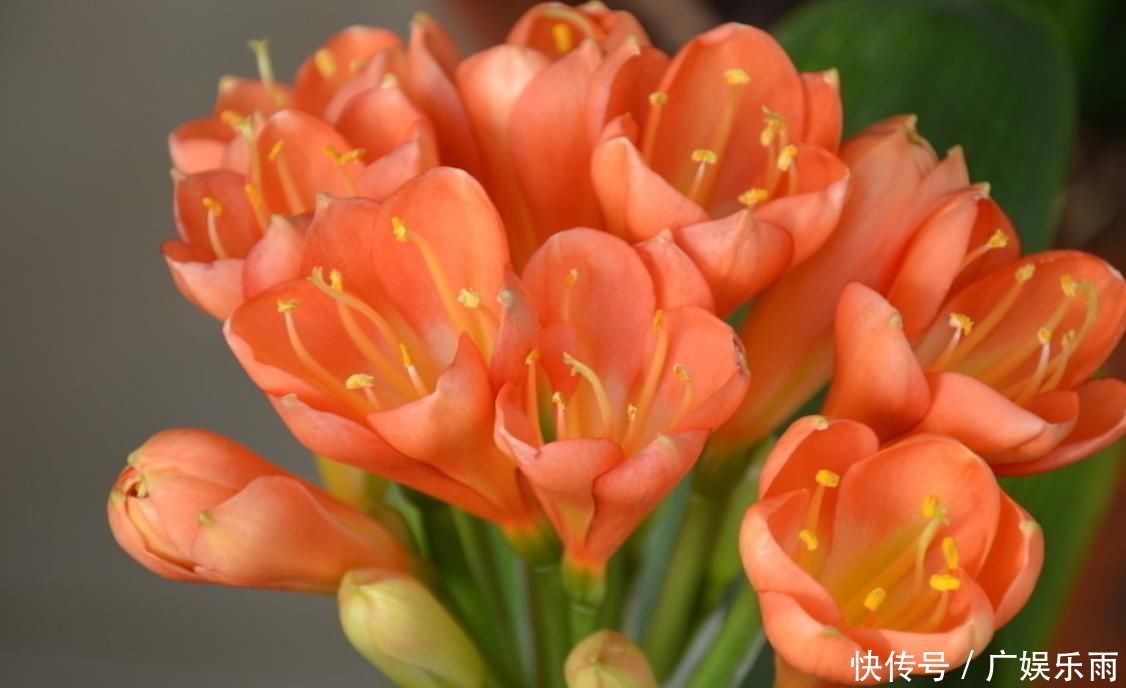 养护“君子兰”,这三个“小动作”做到位,轻轻松松让其开花