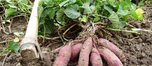 我家一直这样保存红薯，久放不腐烂不发芽，越放越甜现在知道不晚