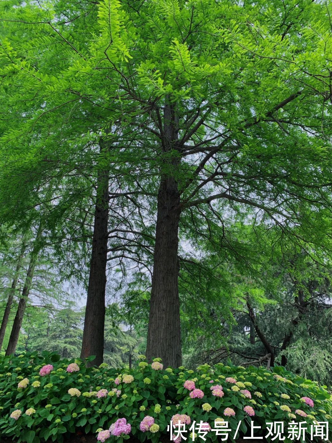 八仙花初开，上海滨江森林公园花海盛宴即将开启