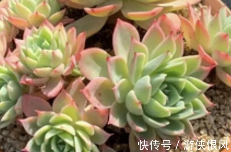 多肉三色菫怎么养出群生手捧花