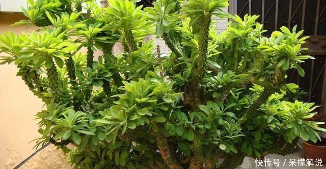 盆栽|门口养了一棵“气派花”,生命力强很养眼,寓意好能镇宅