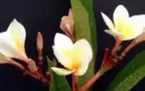 瑞香花|全国56市市花，太美了