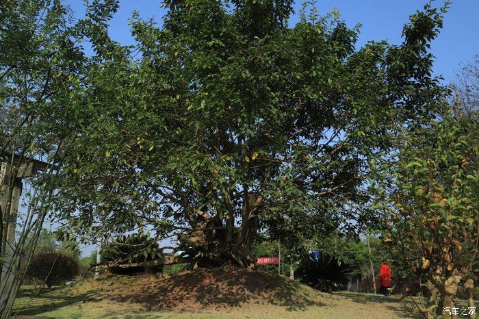 奶爸|准奶爸的座驾福克斯ST-line，颜值与性能齐飞