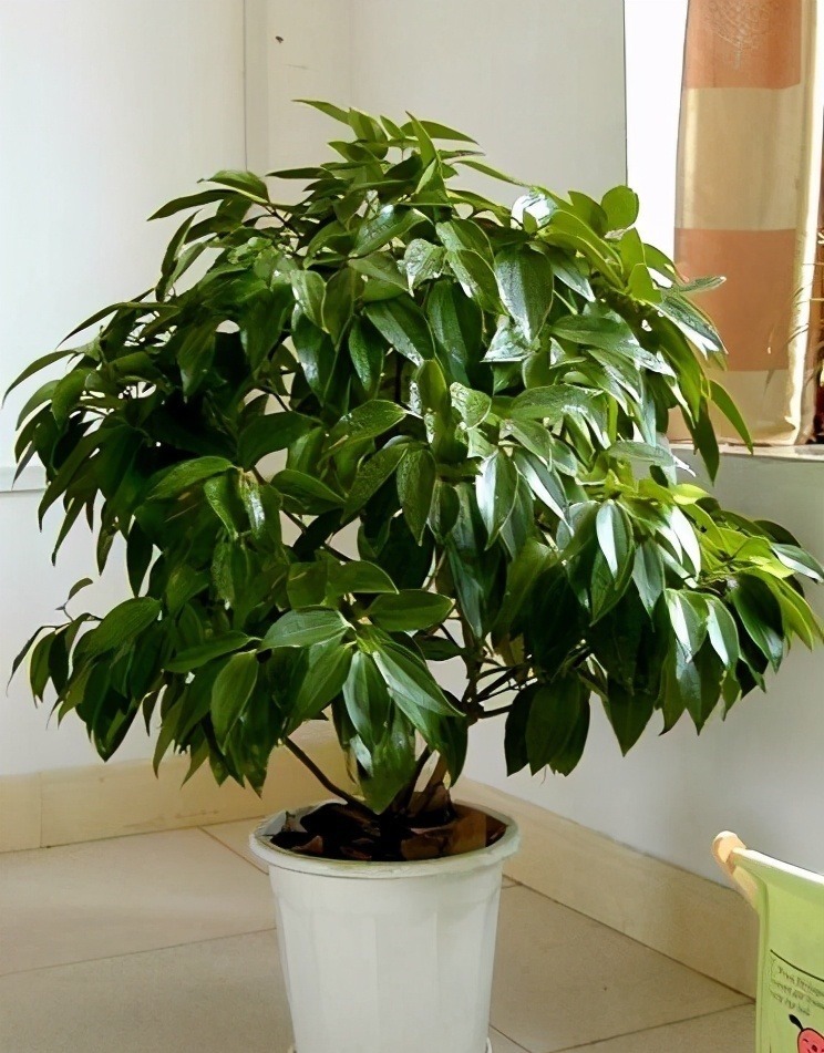 不管穷人富人，客厅建议摆放“3种花”，不贵而且寓意好